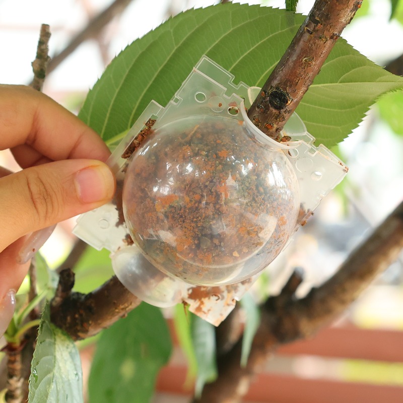 Sfere di Rooting Pod per la Di - Plant Parents recensione e prezzo