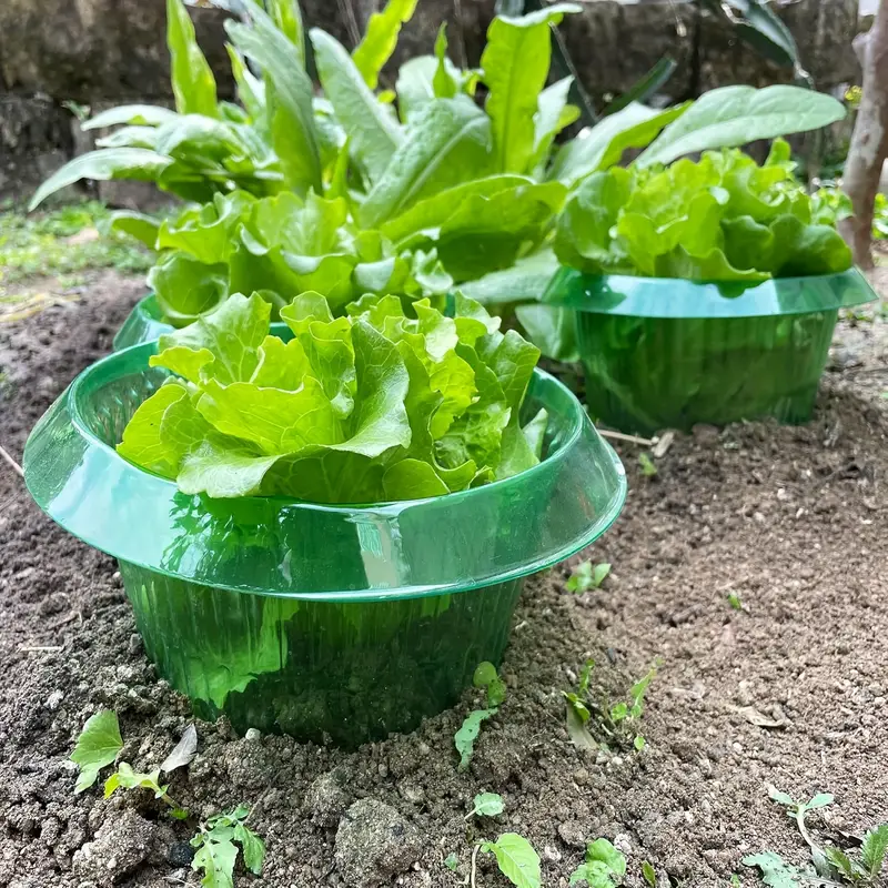 Anelli di protezione per lumac - Plant Parents recensione e prezzo